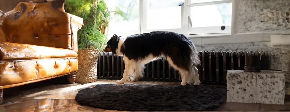 Dog Labour Signs & Puppy Delivery Stages Explained