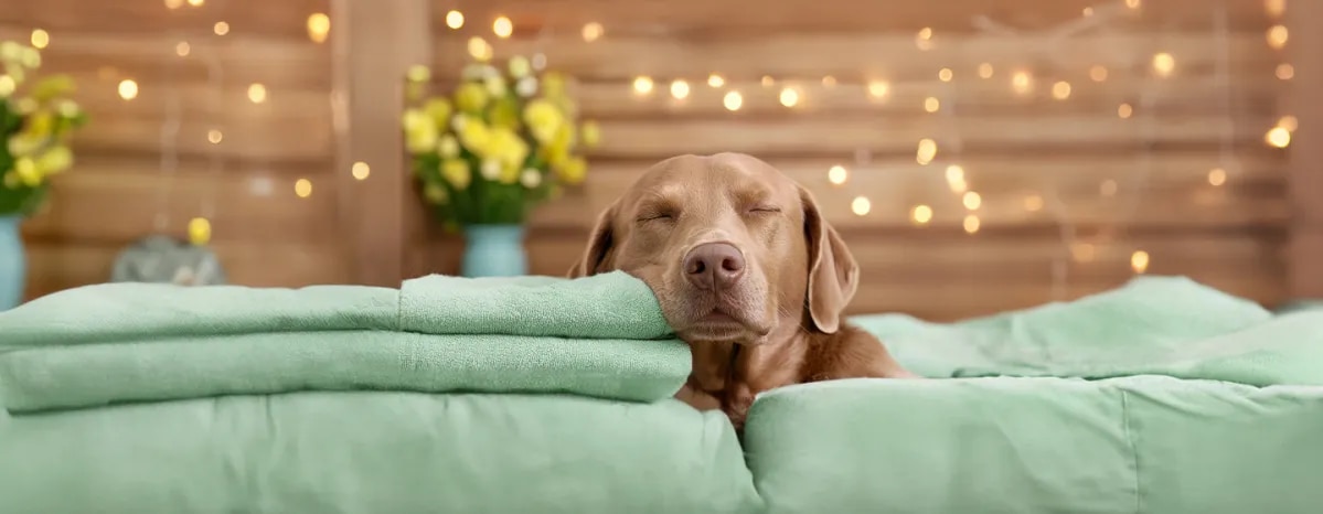 Dog Meditation What Is It and Does It Work
