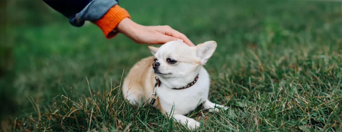 Dwarfism in Dogs