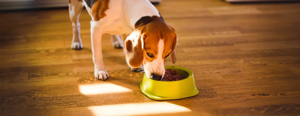 Feeding Your Adult Dog