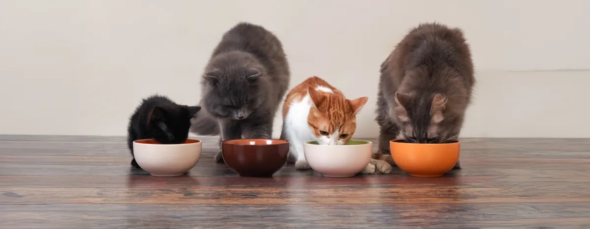 Food Allergies in Cats