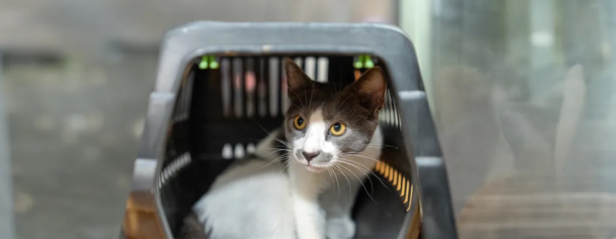 Giving Up a Cat for Adoption: Advice for Struggling Owners