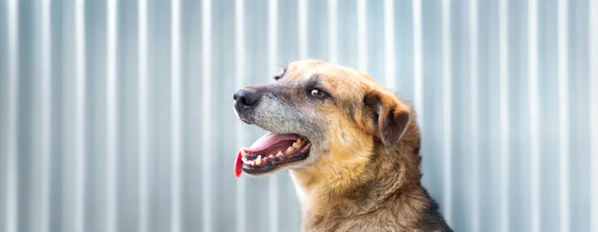 Halitosis and Bad Breath in Dogs