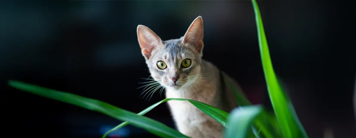 Harmful Substances and Poisonous Foods for Cats