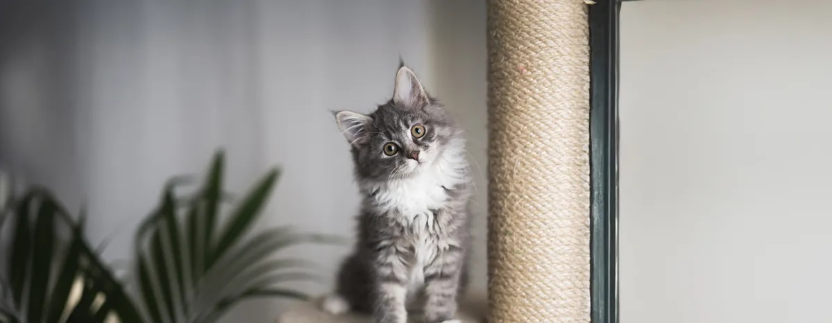 Helping a Kitten with Diarrhoea