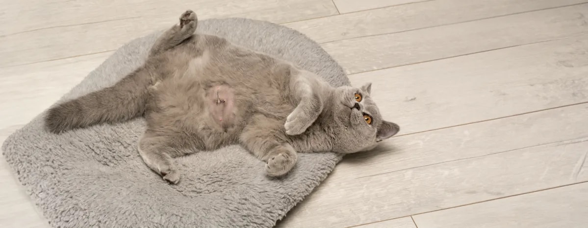 Hernias in Cats