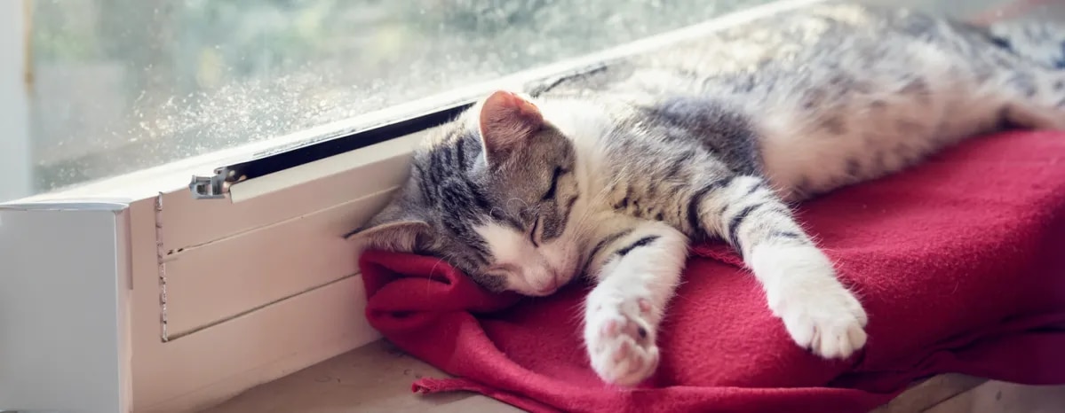 How Long Do Cats Sleep?