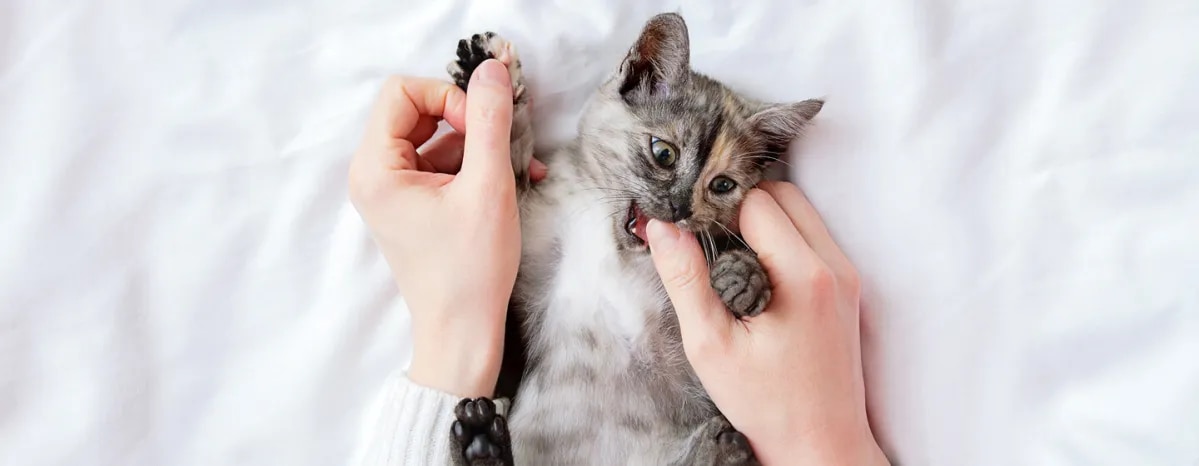 How to Stop Your Cat Biting
