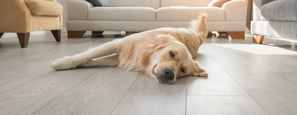 How to Teach a Dog to Play Dead in 11 Easy Steps