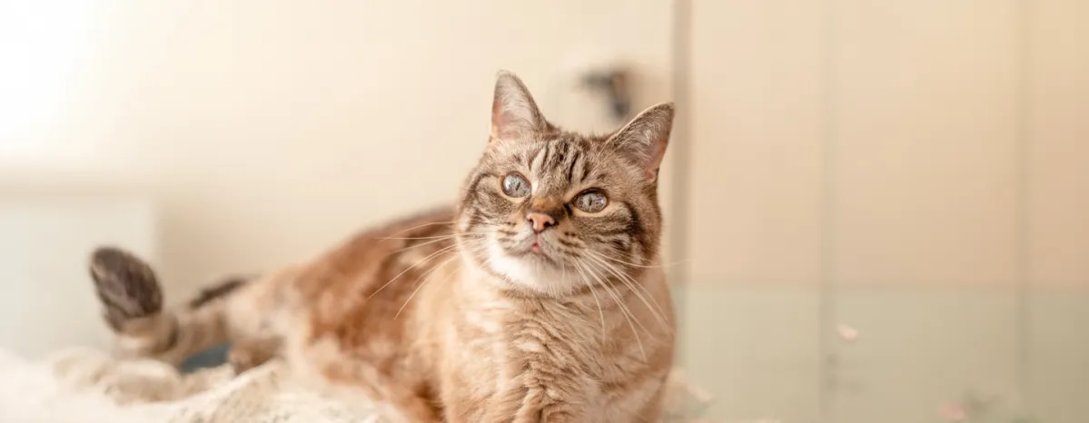Maintaining a Healthy Weight for Your Senior Cat