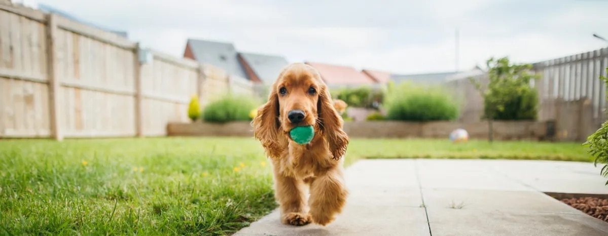 Outdoor Dog Games
