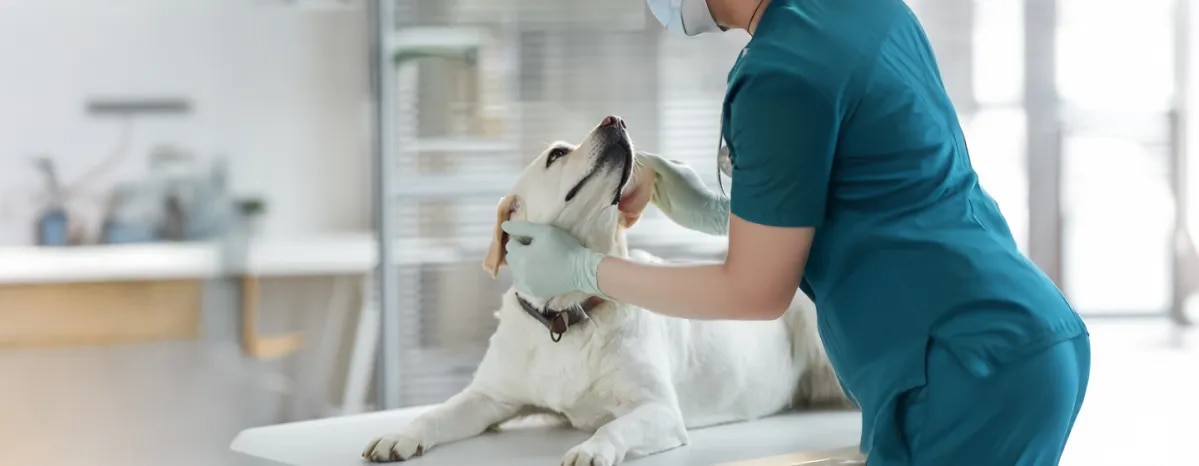 Prednisone for Dogs – Is It Safe