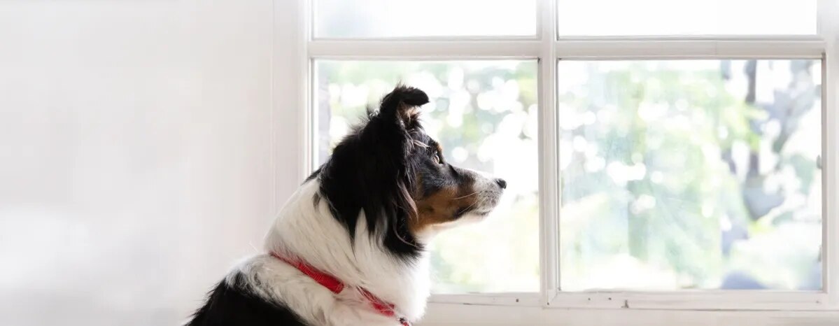 Preparing Your Dog to be Left Alone