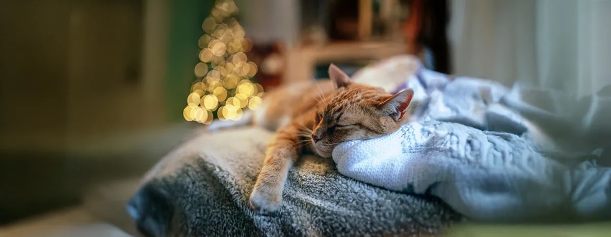 Putting Your Cat to Sleep