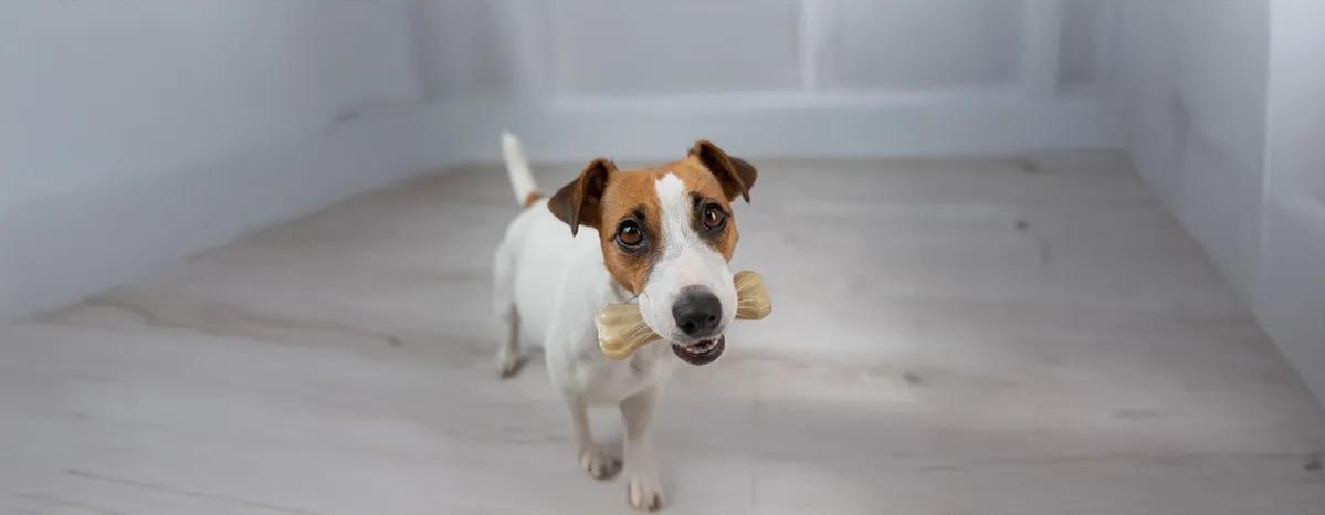 Rawhide for Dogs
