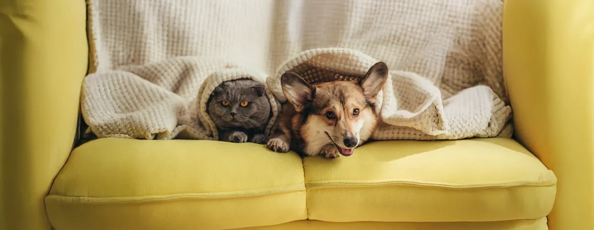Should I Get a Cat or Dog?