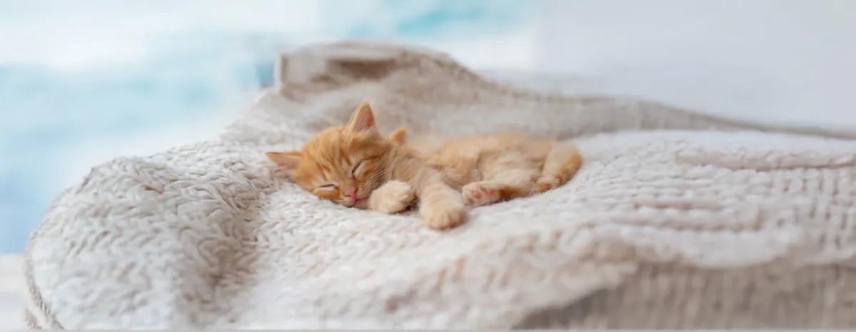 Sleeping Arrangements for a Kitten’s First Night Home