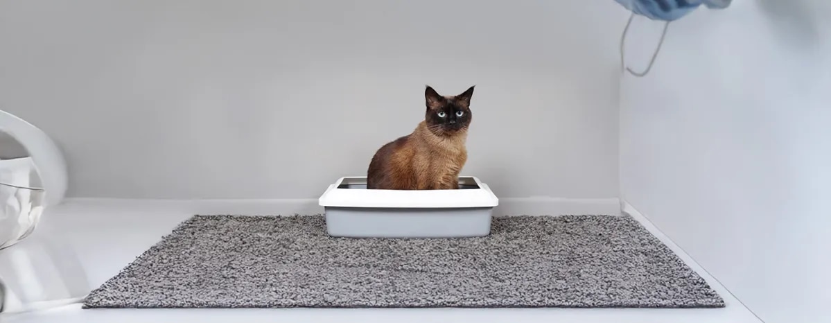Tapeworms in Cats
