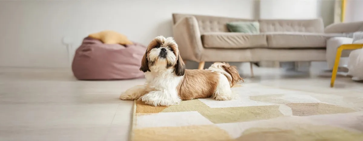 The Best Small Dog Names for the New Pet in Your Life