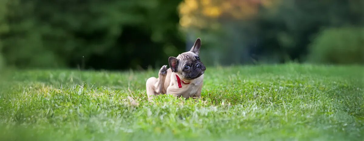 Ticks on Dogs How to Recognise and Treat Ticks