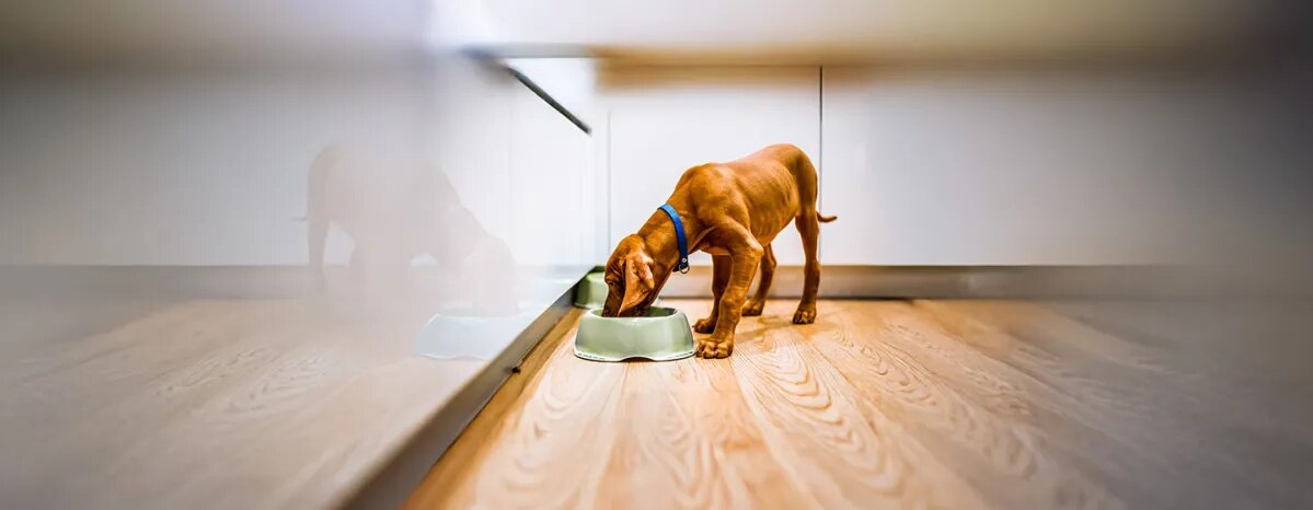 Turmeric for Dogs