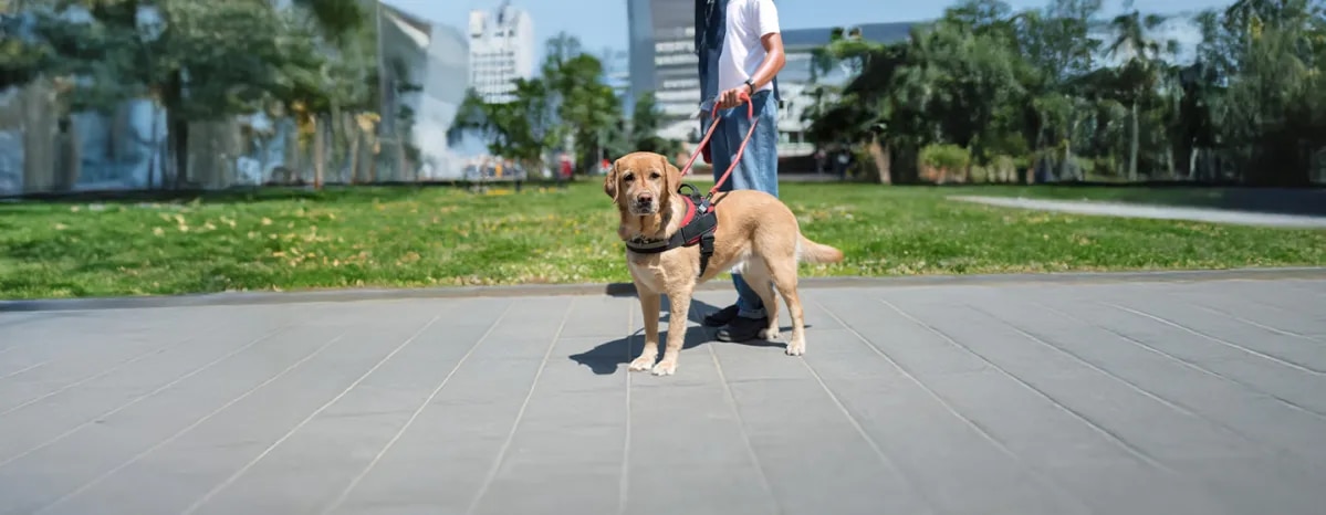 Types of Service Dogs and Their Jobs