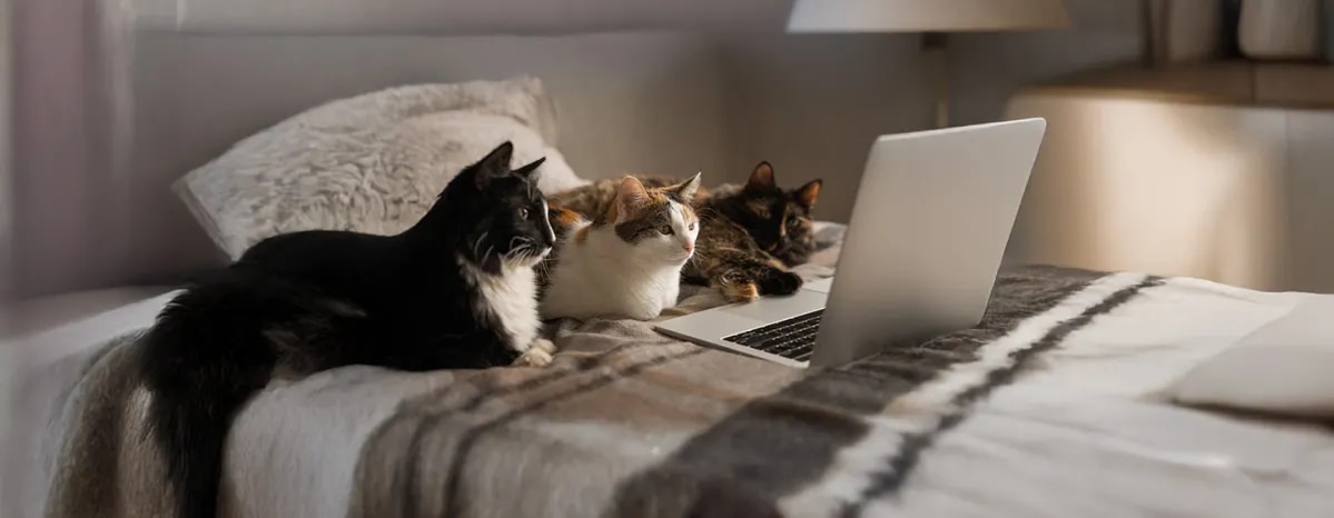 Videos for Cats to Watch