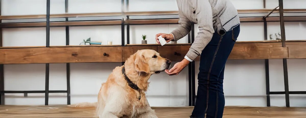 Vitamin B for Dogs
