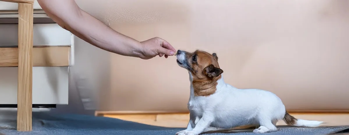 Vitamin C for Dogs 