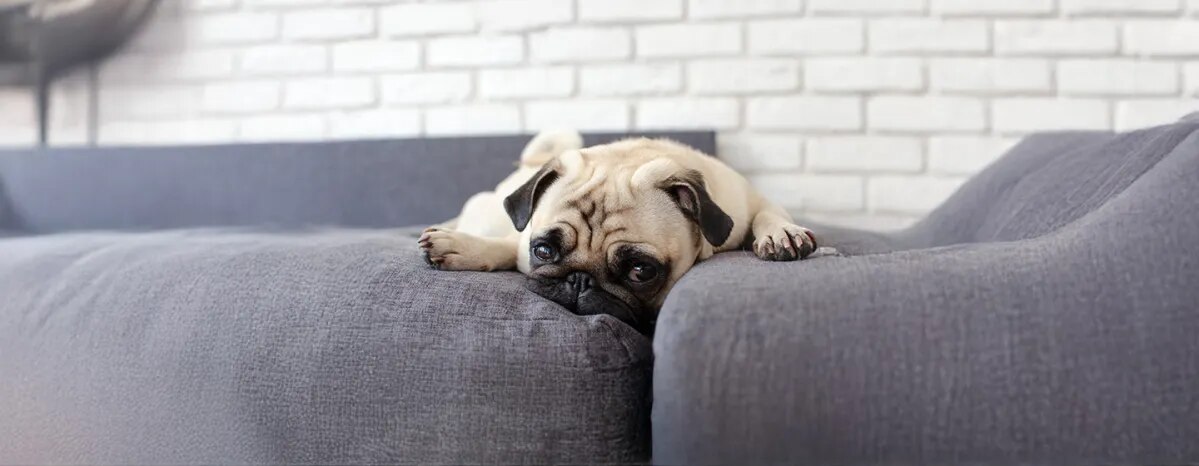 Weepy Eyes in Dogs