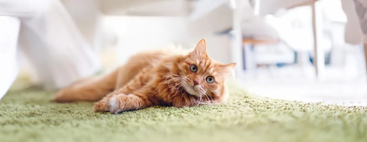 What Does My New Cat Need