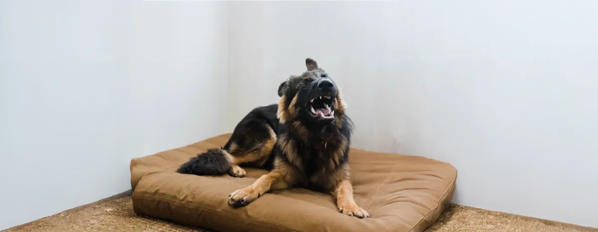 Why Do Dogs Sneeze