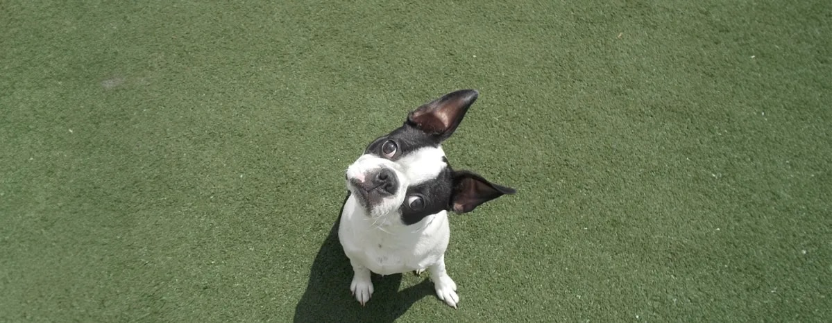 Why Do Dogs Tilt Their Heads