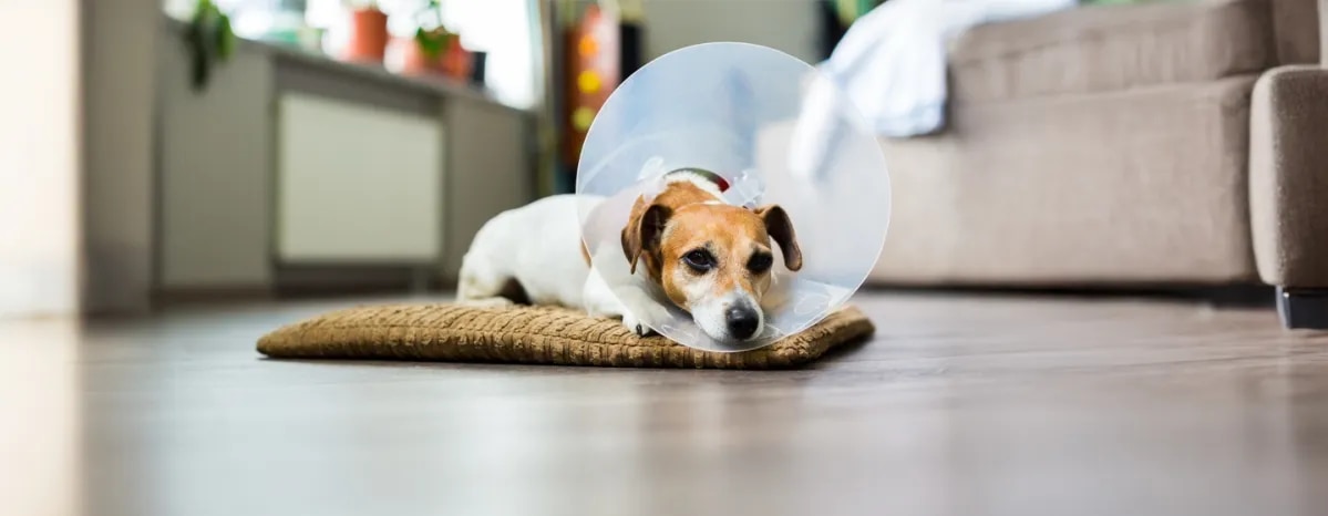 Why Do Dogs Wear Cones
