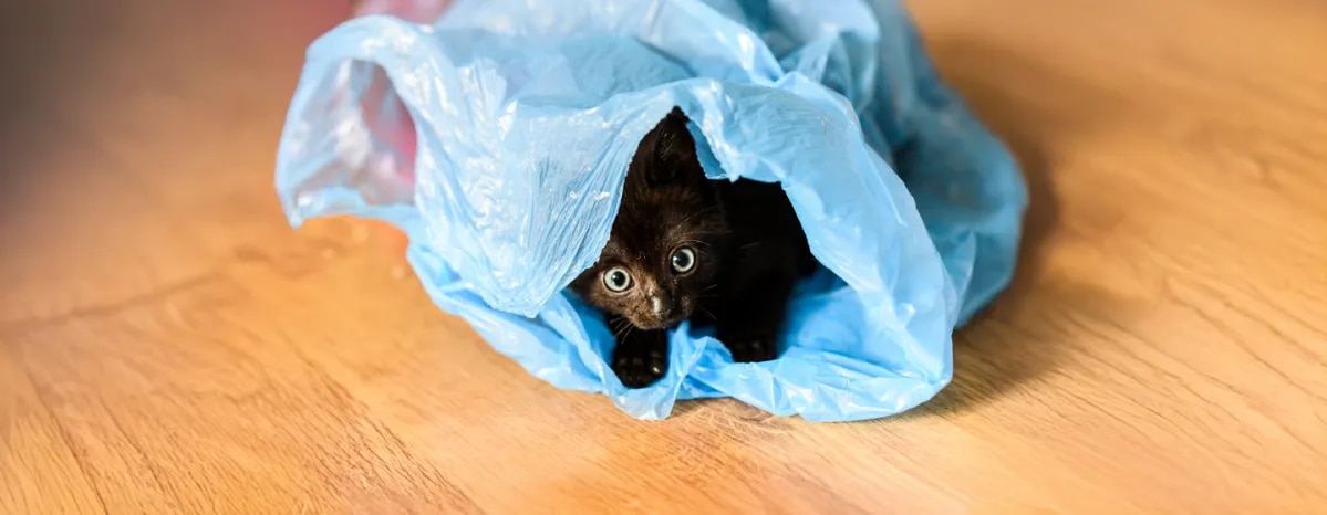 Why Does My Cat Eat Plastic