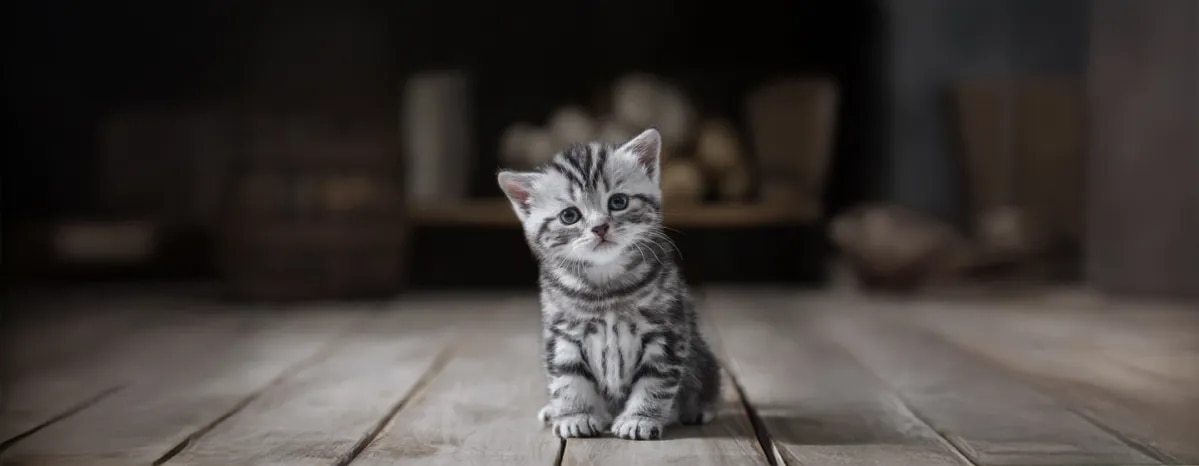 Why Is My New Kitten Not Eating
