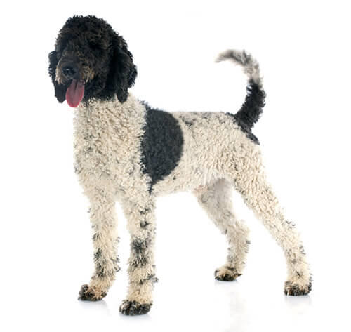 Portuguese Water Dog