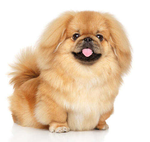 Pekingese