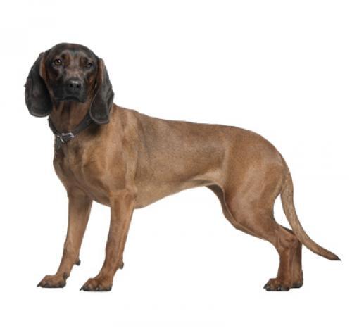 Bavarian Mountain Hound