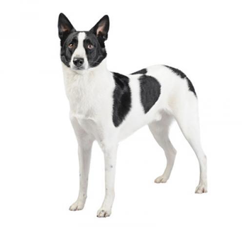 Canaan Dog