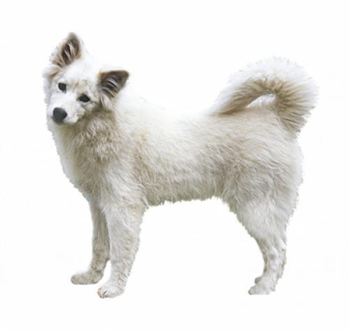 Canadian Eskimo Dog