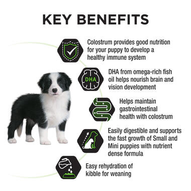 Puppy-Medium-2.5kg-07