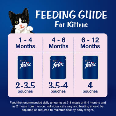 Feeding Guide for Kitten