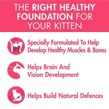 Healthy Kitten Benefits