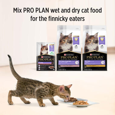 PRO PLAN® Kitten Tender Pieces with Salmon in Gravy