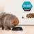 PRO PLAN Puppy All Size Sensitive Skin and Coat Salmon - Dry Dog Food