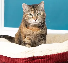 Best Cat Bed for Kittens: Choosing the Right One