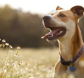 Dog Allergies Symptoms, Triggers and Treatment
