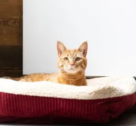 FIV in cats