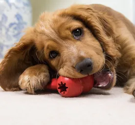 Puppy Games